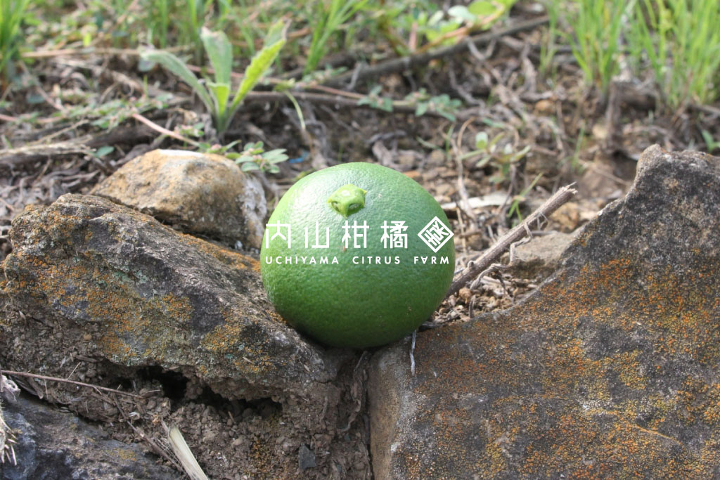 青みかんと石垣